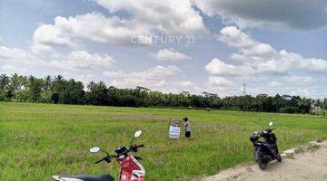 Gambar 5 Tanah Sawah Produktif Pagelaran Pandeglang 