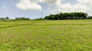 Gambar 4 Tanah Sawah Produktif Pagelaran Pandeglang 