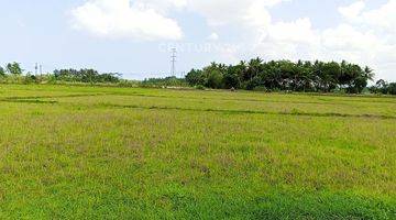 Gambar 2 Tanah Sawah Produktif Pagelaran Pandeglang 