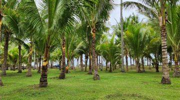 Gambar 2 Dijual tanah los pantai lokasi melaya jembrana bali