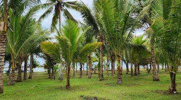 Gambar 3 Dijual tanah los pantai lokasi melaya jembrana bali