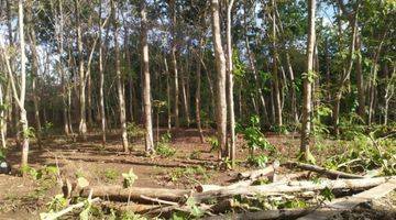 Gambar 3 Tanah Pekarangan Luas Di Area Wisata Gunung Kidul