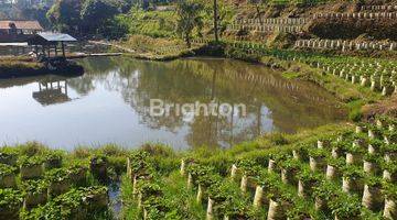 Gambar 4 Tanah Terbaik di Ranca Bali Ciwidey, pemandangan sangat indah menghadap Kota Bandung, persis disamping Nimo Jungle