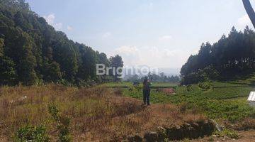 Gambar 2 Tanah Terbaik di Ranca Bali Ciwidey, pemandangan sangat indah menghadap Kota Bandung, persis disamping Nimo Jungle