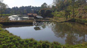 Gambar 3 Tanah Terbaik di Ranca Bali Ciwidey, pemandangan sangat indah menghadap Kota Bandung, persis disamping Nimo Jungle