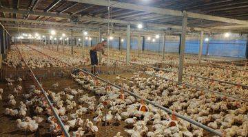 Gambar 2 Dijual Lahan Kandang Ayam Modern Di Karangayar