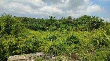 Gambar 4 Di Jual Tanah View Sawah di Tumbak Bayuh Pererenan,canggu Mengwi