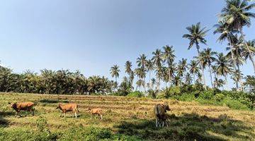 Gambar 4 Dijual Tanah di Pantai Balian Tabanan