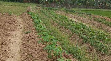 Gambar 2 Tanah kebun walantaka nego sampai deal