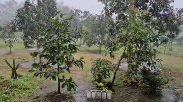 Gambar 5 DI JUAL LAHAN BONUS KEBUN ALPUKAT, CENGKEH, MANGGIS, DURIAN, PISANG DAN SAYUR2AN