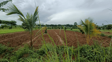 Gambar 2 Kavling Tanah Kosong di Kerawang Luas 16 Hektar Samping Tol Karawang Cikampek