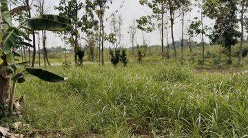 Gambar 1 Dijual Lahan Darat Dan Datar Lokasi Bagus Di Gunung Sindur