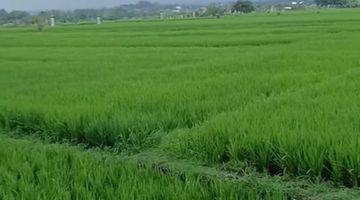 Gambar 3 Dijual Tanah Sawah View Laut Di Kelating Tabanan