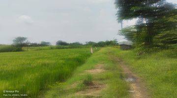 Gambar 3 Tanah luas di Bulurejo Benjeng Gresik