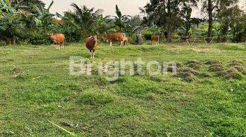 Gambar 2 TANAH BONUS RUMAH BURUNG DI MEGATI