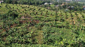 Gambar 3 Tanah Murah Hanya 1km Dari Jalan Raya Puncak Shm 