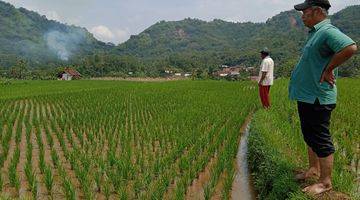 Gambar 1 Bu Jual Sawah di Tegal Panjang Cireunghas Sukabumi Jawa Barat