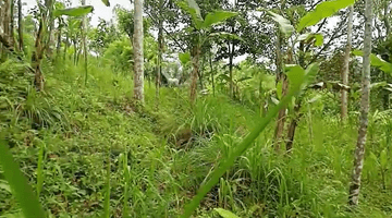 Gambar 2 Land For Sale At Payangan Ubud Bali