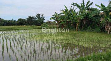 Gambar 2 TANAH SAWAH GIANYAR