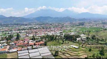 Gambar 1 Blossoms Field Cipanas-Tanah Kavling+shm Free Kabut Dingin Selalu