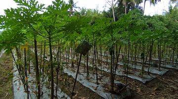 Gambar 1 Tanah Sawah Produktif, 1145 m², SHM, Siap Garap