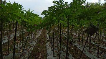 Gambar 2 Tanah Sawah Produktif, 1145 m², SHM, Siap Garap