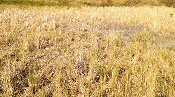 Gambar 1 Tanah Sawah Lokasi Strategis di Pulokukun, Sukahurip, Cikarang, Bekasi