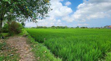 Gambar 5 Dijual Tanah Kavling Impian di Nyitdah, Tabanan, Full View Sawah Hijau Nan Asri di Depan Dan Belakang Lahannya, Diapit Sawah Hijau.