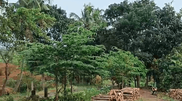 Gambar 1 Tanah Kebun Jati di Tenjolayar, Majalengka