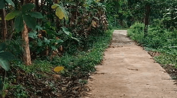 Gambar 4 Tanah Kebun Jati di Tenjolayar, Majalengka