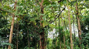 Gambar 2 Tanah Kebun Jati di Tenjolayar, Majalengka