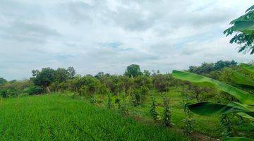 Gambar 1 Dijual Tanah Kebun Jeruk 6.916 m² di Ligung, Majalengka