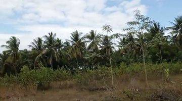 Gambar 1 Tanah Kebun Cocok Untuk Bisnis Batu Bata Merah