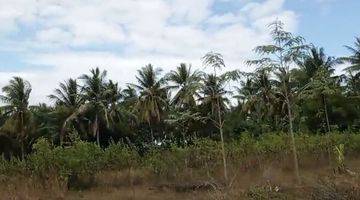 Gambar 4 Tanah Kebun Cocok Untuk Bisnis Batu Bata Merah