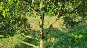 Gambar 2 Dijual Kebun Durian Lengkap Dengan Rumah Dan Kolam Ikan di Jasinga Bogor Super Murah