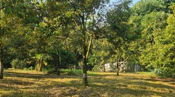 Gambar 4 Dijual Kebun Durian Lengkap Dengan Rumah Dan Kolam Ikan di Jasinga Bogor Super Murah