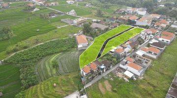 Gambar 5 Land Plot In Canggu Available For Sale With Ricefield View