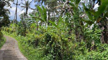 Gambar 4 Tanah Kebun  Isi Durian, Manggis Dan Kopi Di Tabanan Bali