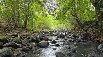 Gambar 3 Tanah Kebun Dekat Air Terjun Cocok Untuk Vila.