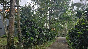 Gambar 2 Tanah Kebun Dekat Air Terjun Cocok Untuk Vila.