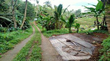 Gambar 3 Tanah Kebun Dan Sawah Murah Di Tabanan Bali