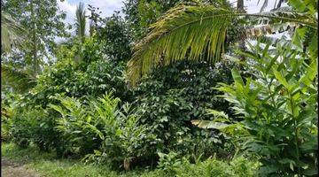 Gambar 1 Tanah Kebun Luas Kecil View Sawah Murah Di Tabanan Bali