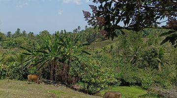 Gambar 3 Tanah Kebun Luas Kecil View Sawah Murah Di Tabanan Bali