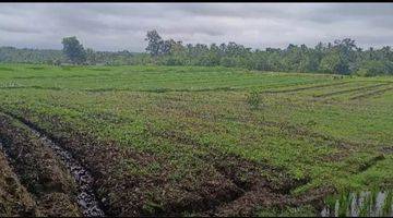 Gambar 4 Tanah Luas Kecil Contour Datar View Sawah Di Tabanan Bali