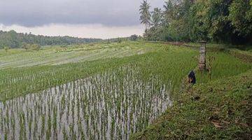 Gambar 5 Tanah Luas Kecil Contour Datar View Sawah Di Tabanan Bali