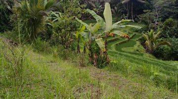 Gambar 2 Tanah Kebun Dan Sawah Murah Di Tabanan Bali