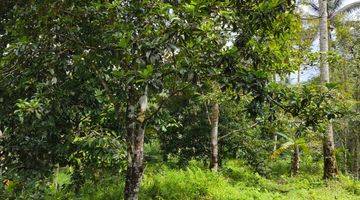 Gambar 3 Tanah Kebun Buah Los Sungai Di Tabanan Bali.