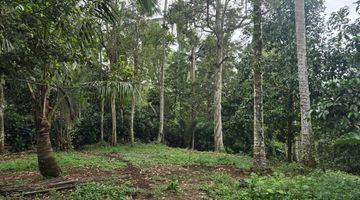 Gambar 1 Tanah Kebun Dekat Air Terjun Cocok Untuk Vila.