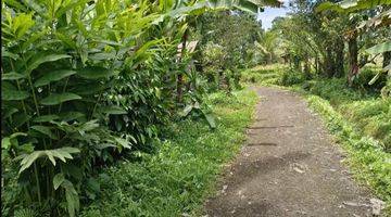 Gambar 2 Tanah Kebun Luas Kecil View Sawah Murah Di Tabanan Bali