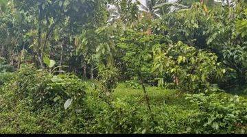 Gambar 3 Tanah Luas Kecil Contour Datar View Sawah Di Tabanan Bali